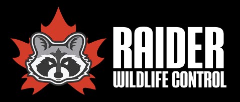 Raider-WIldlife-Control